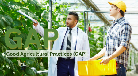 উত্তম কৃষি পদ্ধতি (জিএপি) কি ও কেন এবং এর গুরুত্ব বা Good Agricultural Practices (GAP).